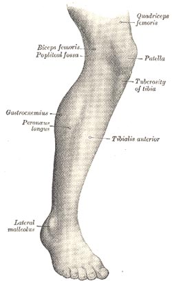 Benmuskler - menneskets anatomi i underbenet