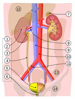 Blod i urin opstår urinvejssystemet