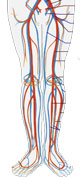 Dårligt blodomløb i benene