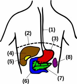 Galdeblærens placering i forhold til andre organer