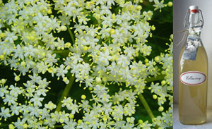 hyldeblomst
