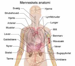 Kroppens indre organer