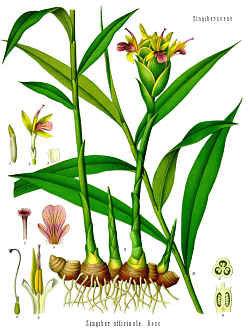 Ingefær-planten