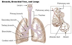 Lungernes funktion og anatomi