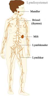 lymfesystemet