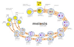 Meiose