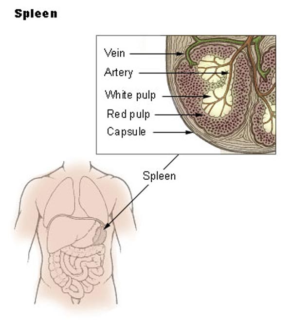 organer i venstre side af kroppen