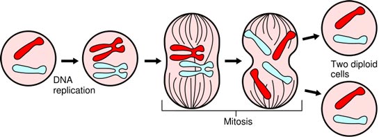 Mitose er almindelig celledeling