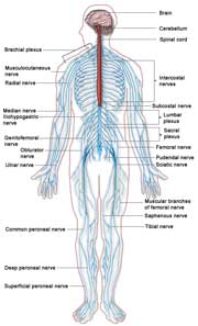 nervebetændelse i benene