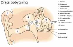 Ørevoks og øret