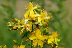 Perikon i planteform