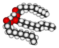 triglycerid
