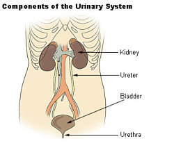 Urinrøret / svie i urinrøret
