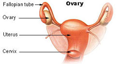 Vandcyster og ovariecyster opstår på livmoderhalsen