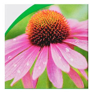 A. Vogel Echinacea Spray - 30 ml