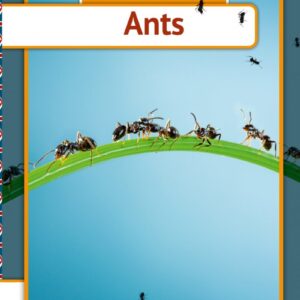 Ants - Henrik Enemark - English Book