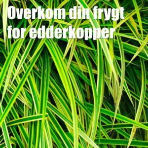 Araknofobi - Overkom din frygt for edderkopper