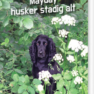 Cockerspanielen Mayday Husker Stadig Alt - Joan Kjølhede Hersø - Bog