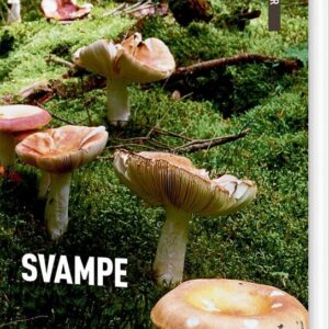 Danmarks Natur Svampe - Torben Gang Rasmussen - Bog