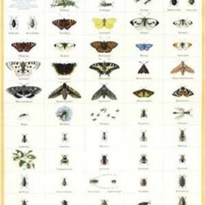Insekt Plakat - Svenska Insekter - 50x70 Cm