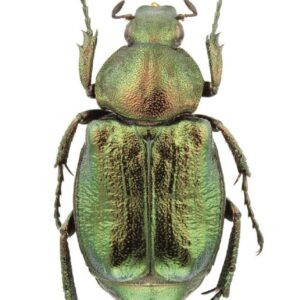 Insekter Og Andre Smådyr - Lars Thomas - Bog