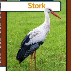 Stork - Engelsk - Henrik Enemark - English Book