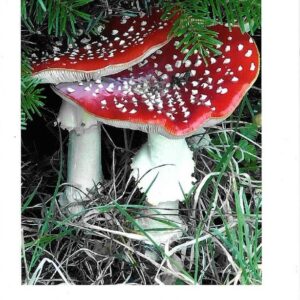 Svampe På Femø I Oktober - Ole Terney - Bog